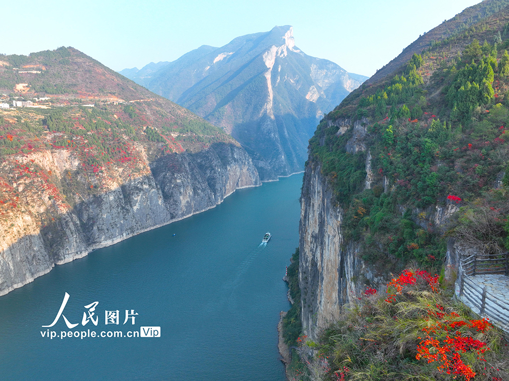 重庆：红叶点缀长江两岸 层林尽染美如画【6】