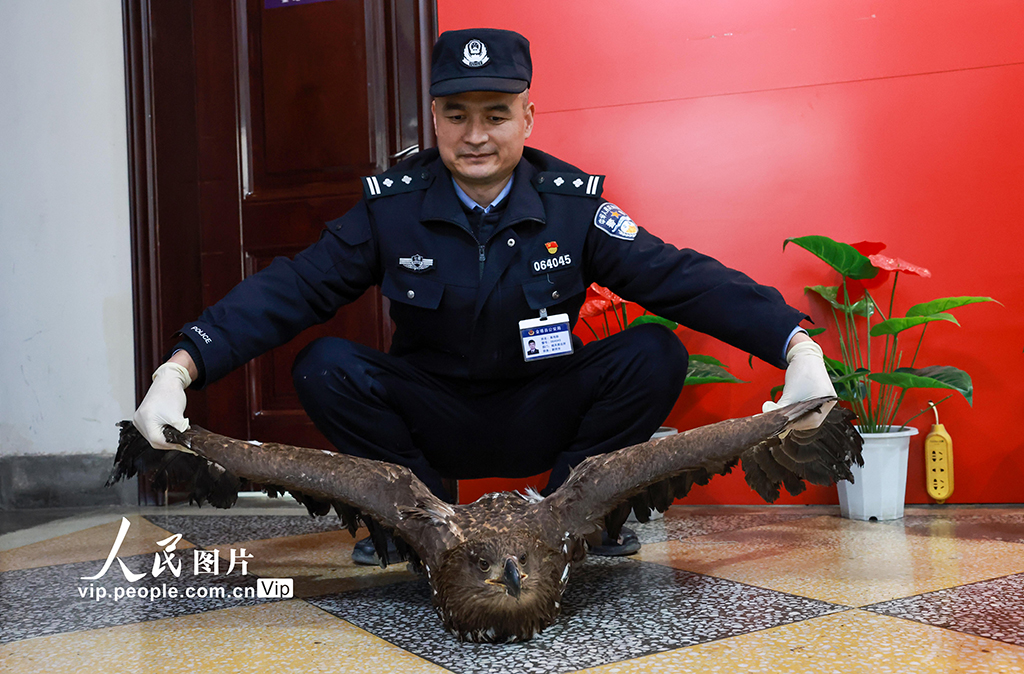 甘肃金塔：成功救助国家一级保护动物草原雕【3】
