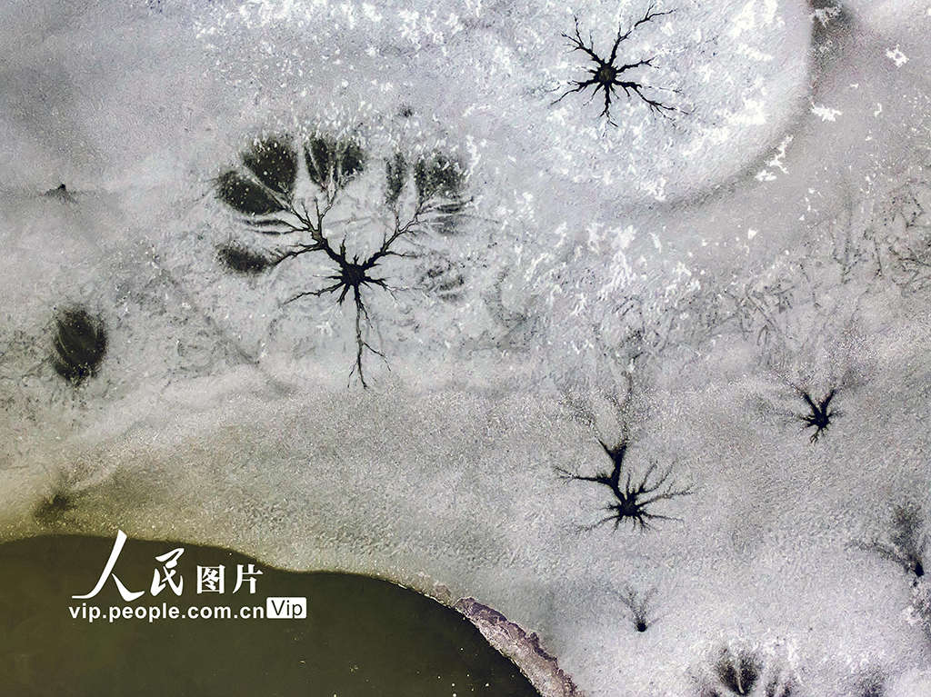 山东东营：黄河口湿地现冰花景观【4】