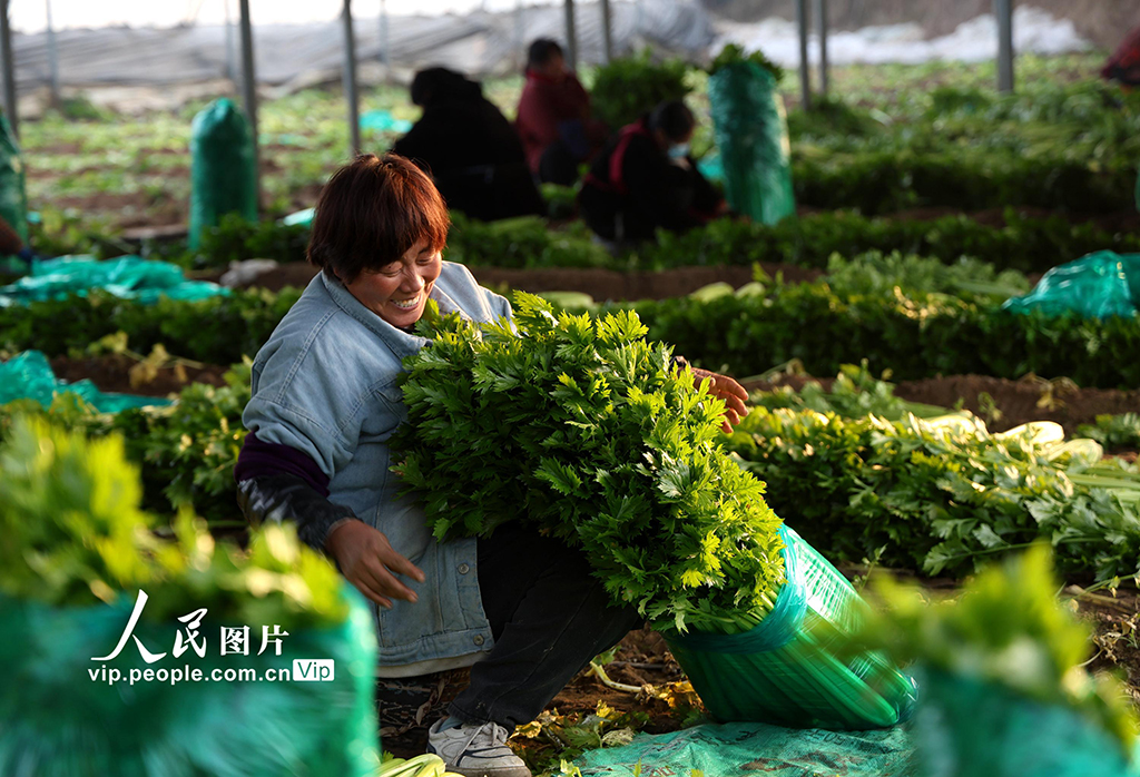 河南内黄：蔬菜采收保供应