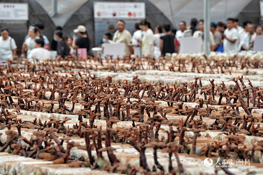 2024年8月17日，第二十三届中国长春国际农业·食品博览（交易）会开幕。该博览会集中展示了我国现代农业发展的新产品、新技术、新设备、新成果，展会期间共累计签约额达140亿元。图为博览会现代菌物示范区。人民网记者 李洋摄