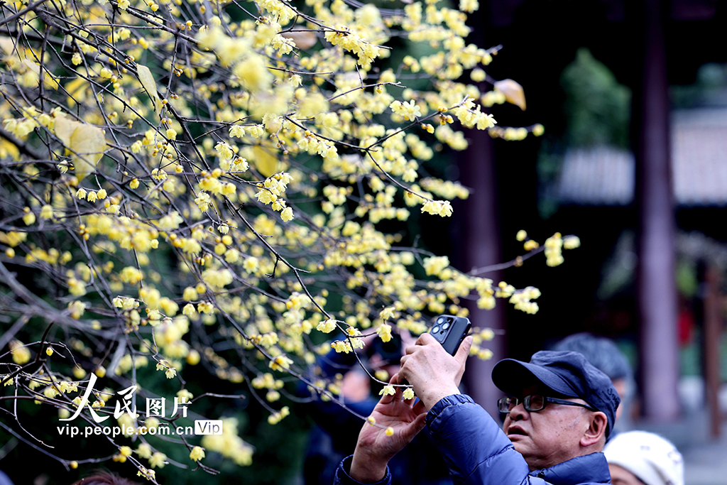 浙江杭州：钱王祠蜡梅绽放