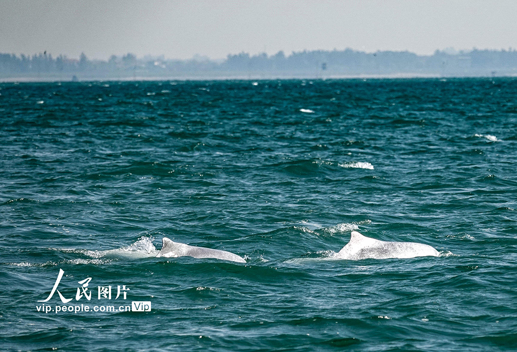 广西钦州：中华白海豚逐浪三娘湾【5】