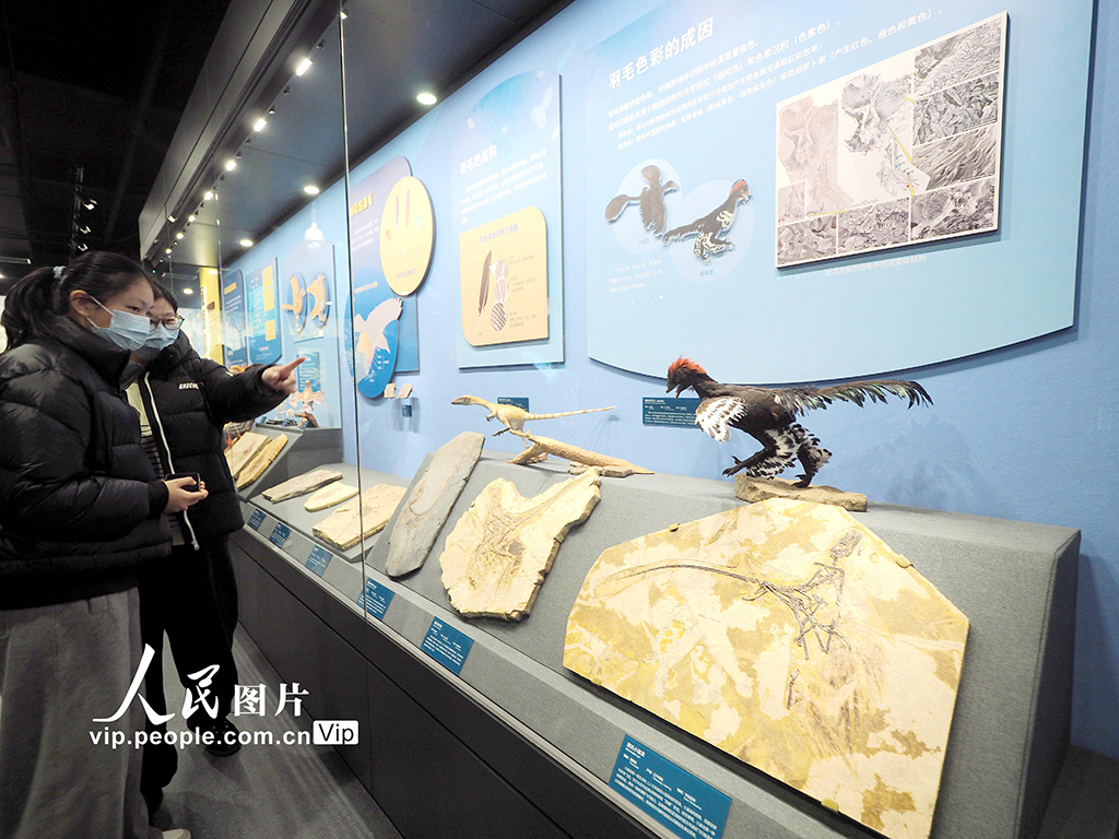 国家自然博物馆“脊椎动物的崛起”展厅正式开放【6】