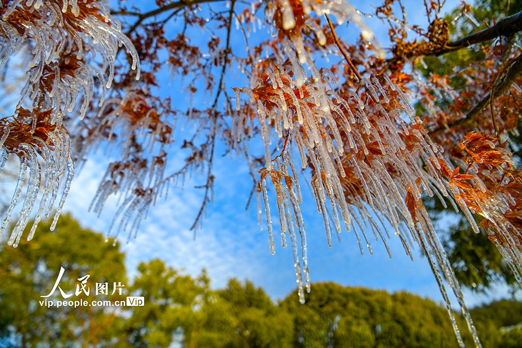 浙江淳安：千岛湖畔出现冰凌景观【4】
