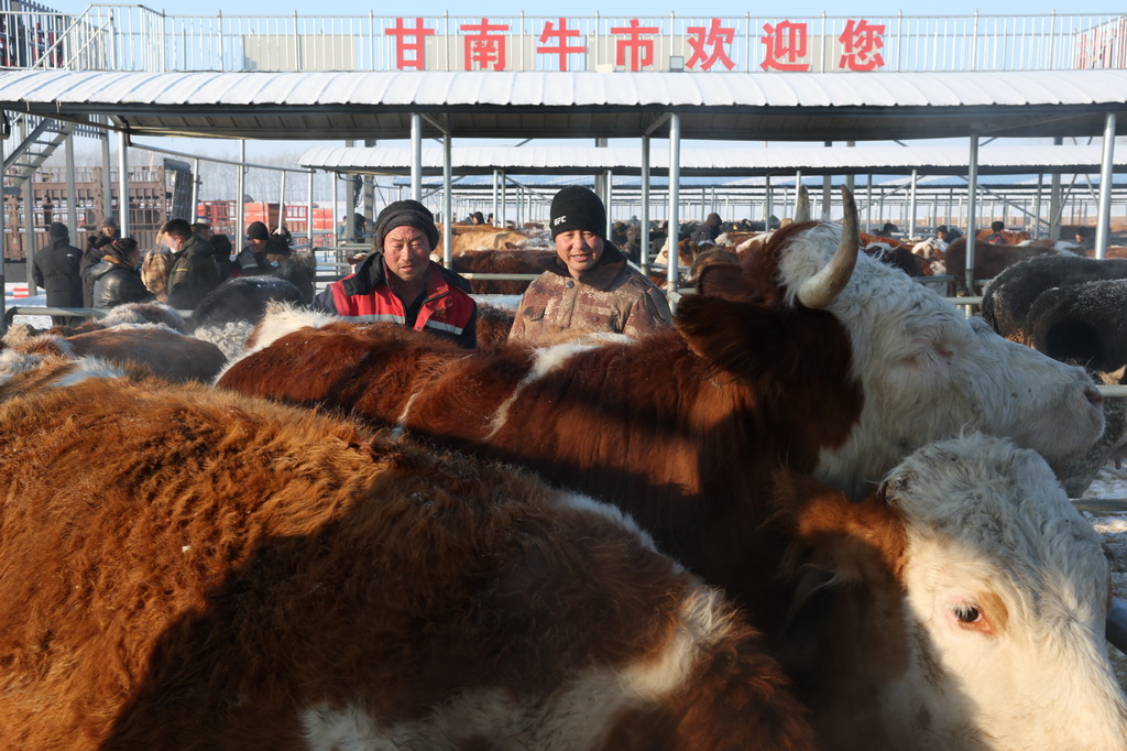 1月22日，在甘南镇欢喜牲畜交易市场，客商在选牛。
