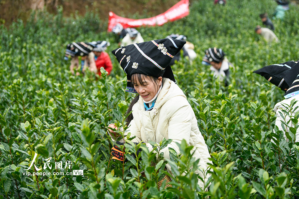 贵州安龙：采茶迎新春【6】