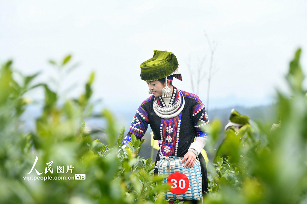 贵州安龙：采茶迎新春【8】