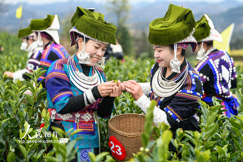 贵州安龙：采茶迎新春