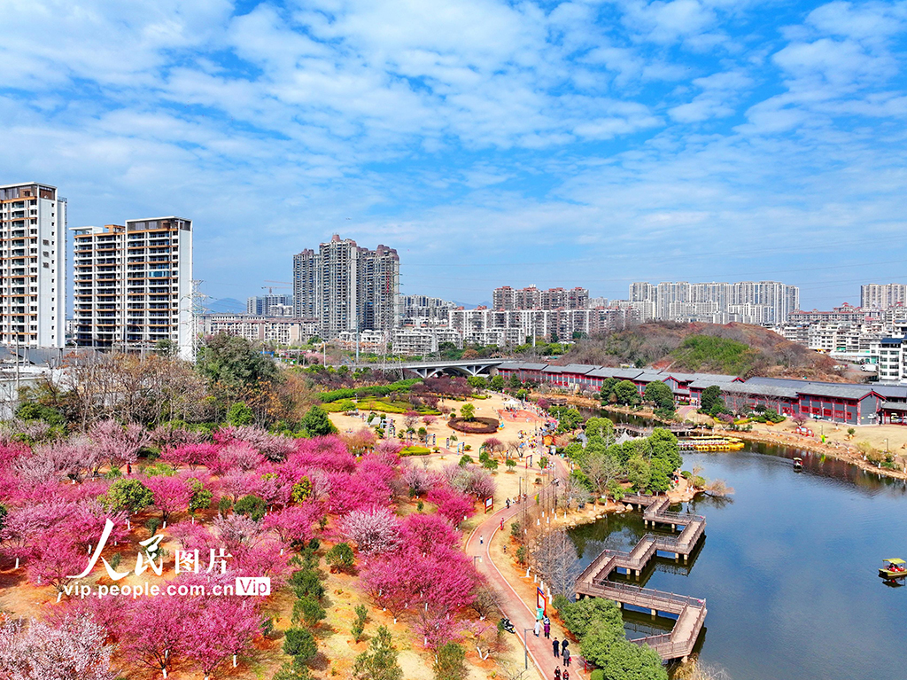 江西赣州：红梅花开闹新春