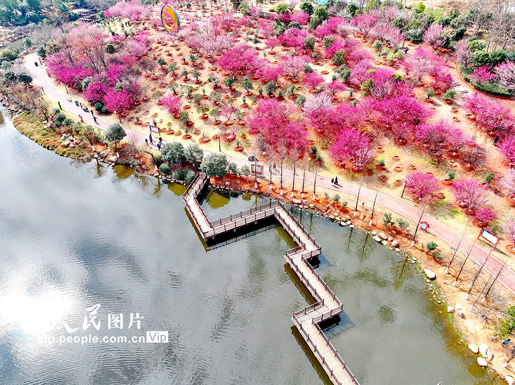 江西赣州：红梅花开闹新春【3】