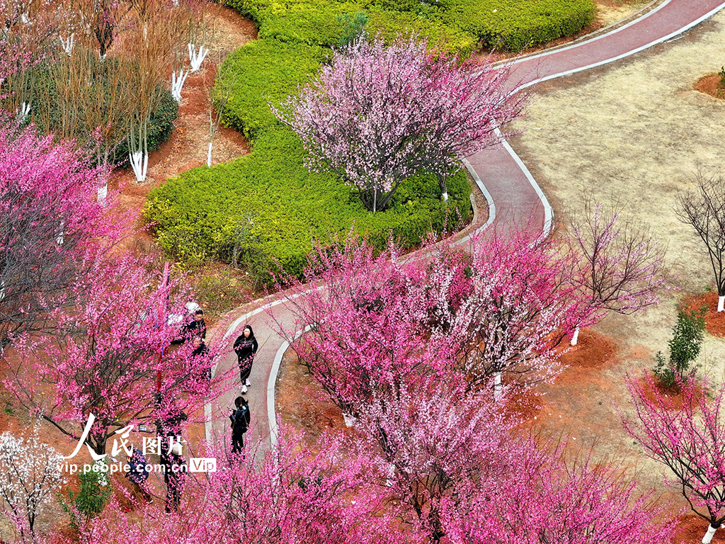 江西赣州：红梅花开闹新春【7】