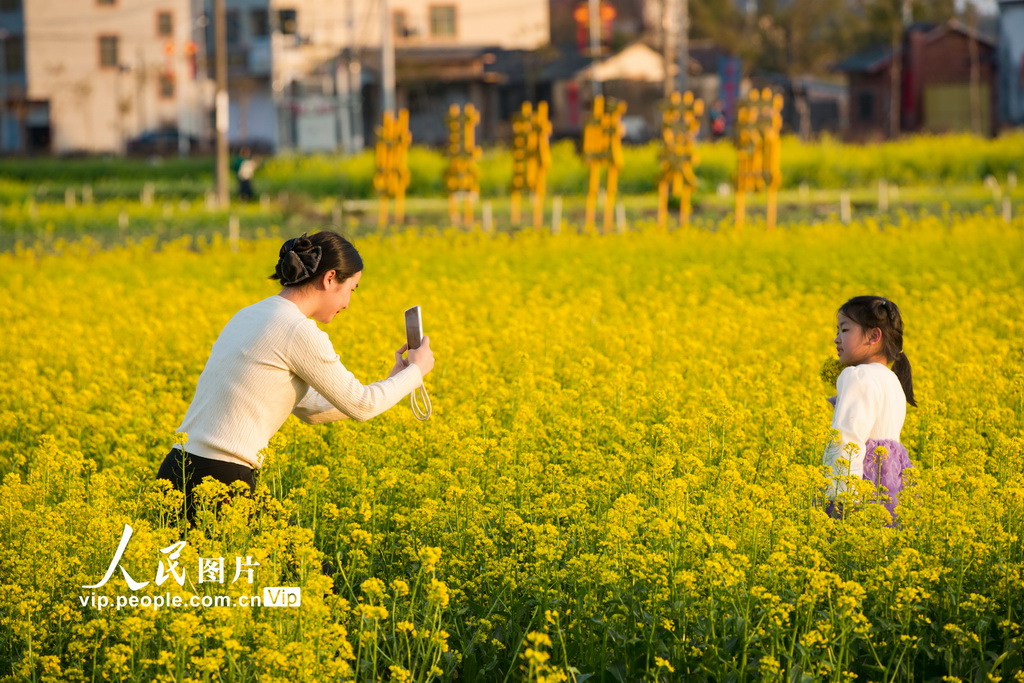 广东平远：油菜花盛开迎客来【2】