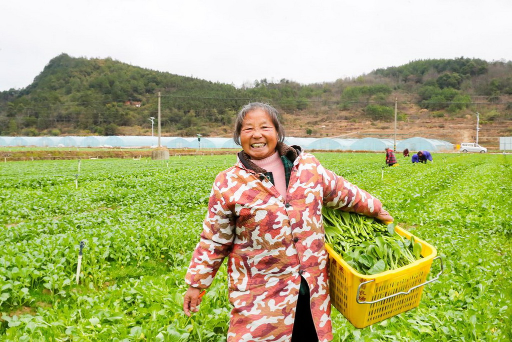 2月2日，农民在湖南省永州市新田县东升农场采收菜心。新华社发（刘贵雄摄）