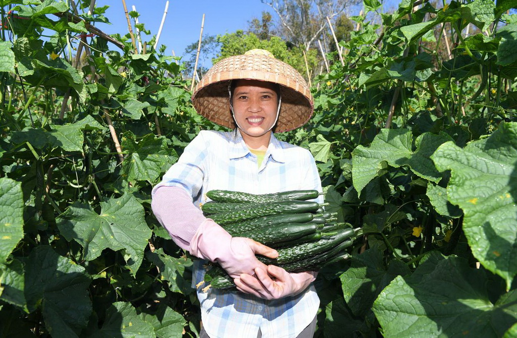 2月2日，在海南省三亚市育才生态区那受村，村民展示采摘的蔬菜。新华社记者 赵颖全 摄