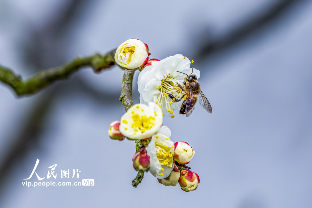 重庆：龙游梅开迎春来【2】