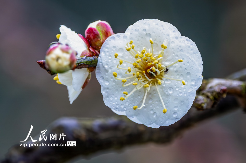 重庆：龙游梅开迎春来