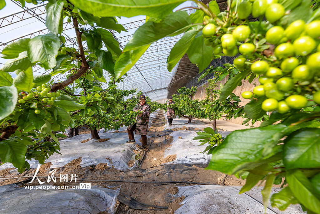 山西平陆：大棚樱桃春管忙【4】