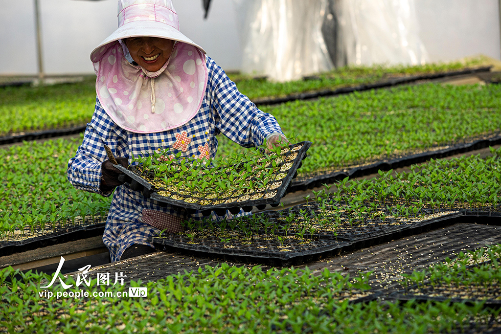 云南蒙自：订单育苗助增收