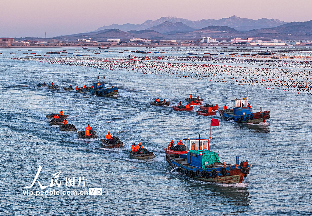 海上养殖作业忙