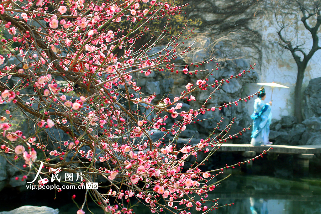 江苏苏州：梅花绽放春意浓【3】