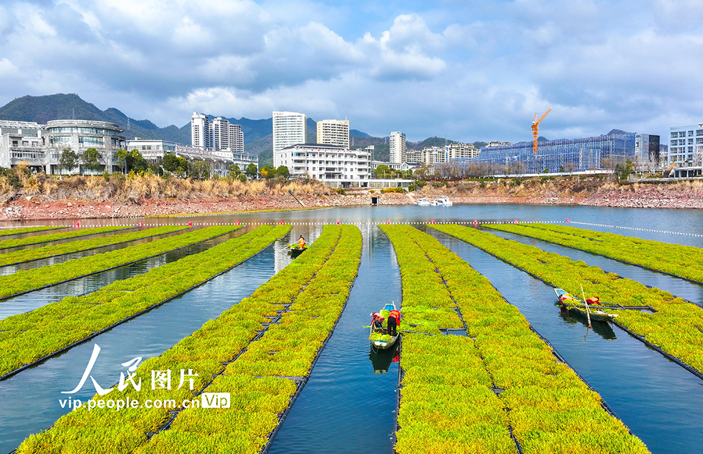 浙江淳安：雨水时节 湖上菜园春收忙【8】