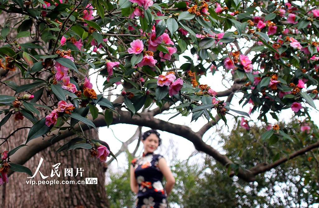 苏州沧浪亭百岁树龄山茶花绽放【2】
