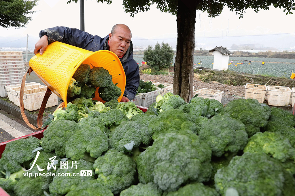 贵州榕江：采收西蓝花