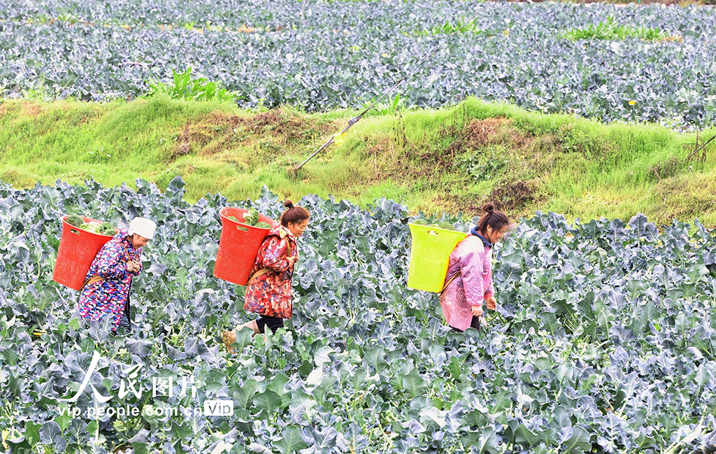 贵州榕江：采收西蓝花【3】