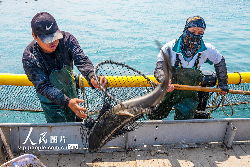 海南海口：“海上牧场”迎丰收