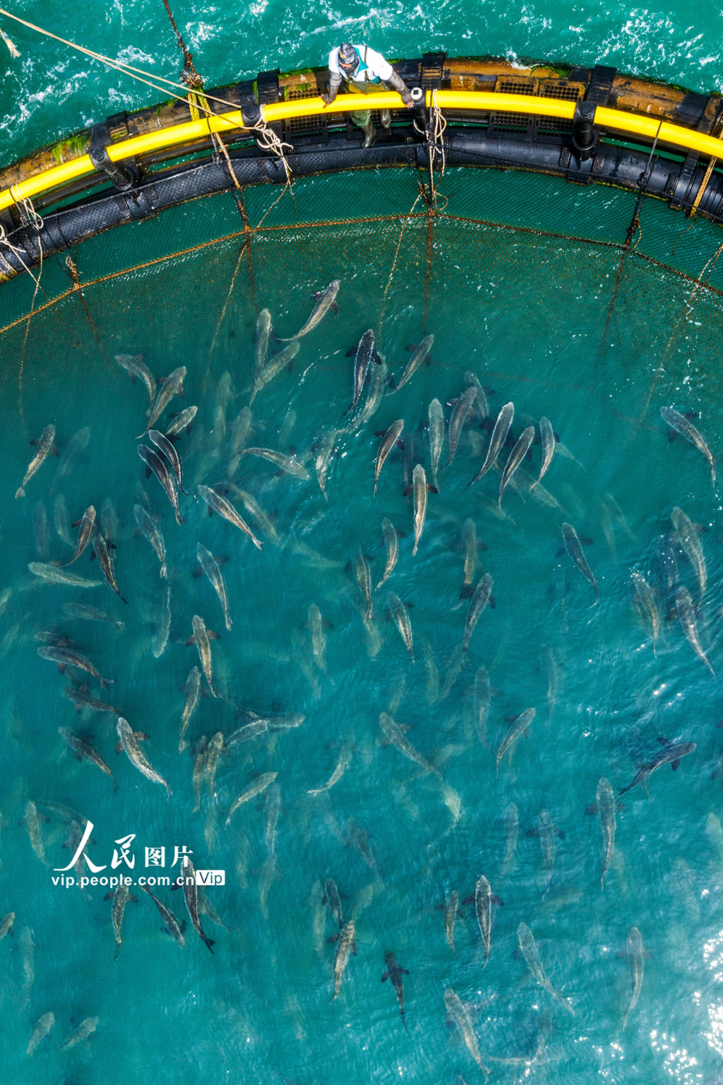 海南海口：“海上牧场”迎丰收【5】