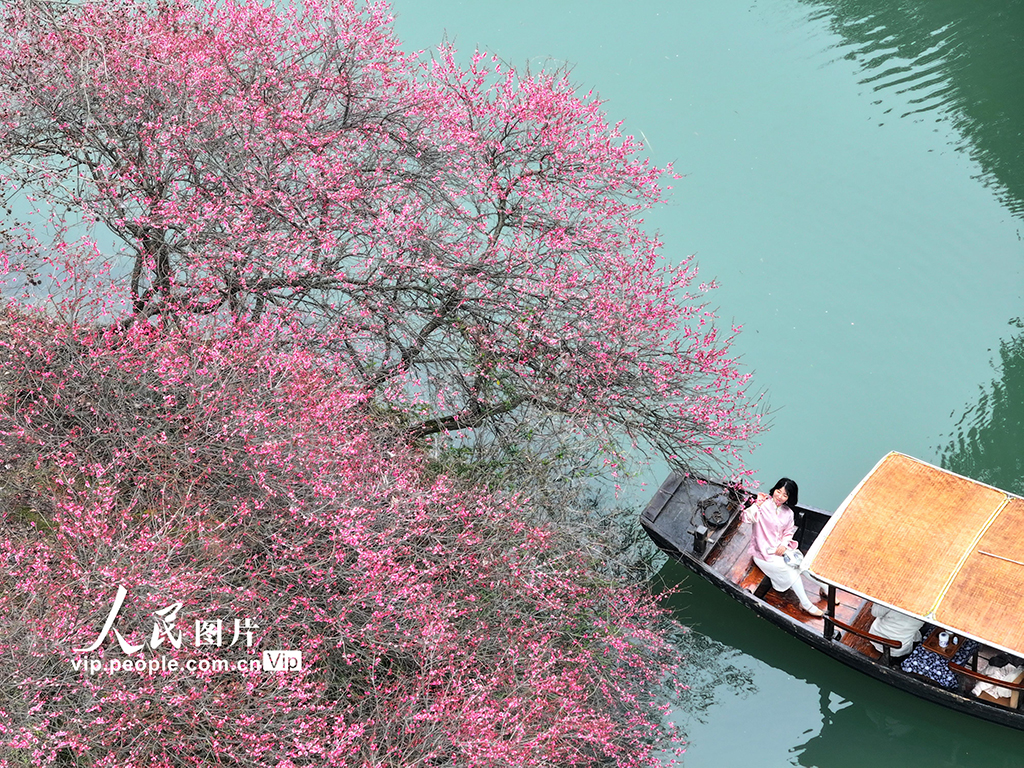 浙江杭州：梅花盛开游客来