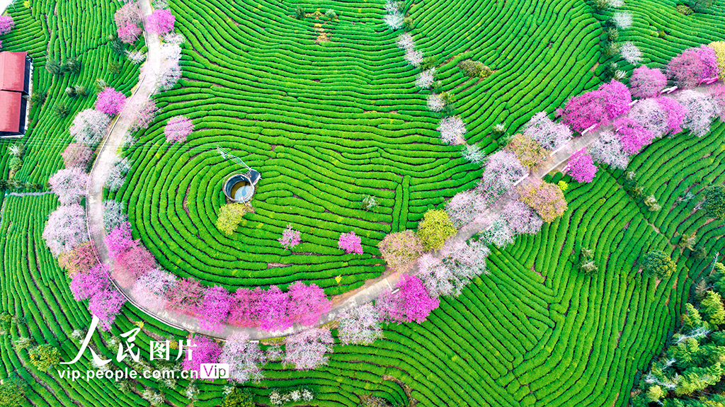 福建漳平：茶园樱花开【3】