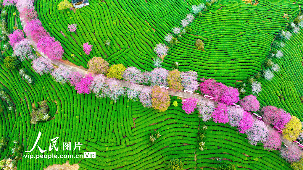 福建漳平：茶园樱花开