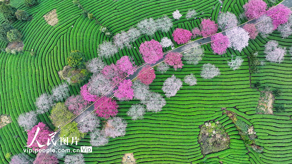 福建漳平：茶园樱花开【4】