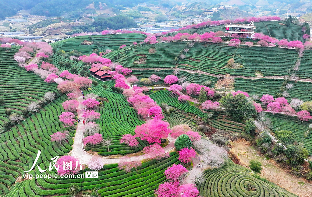 福建漳平：茶园樱花开【6】