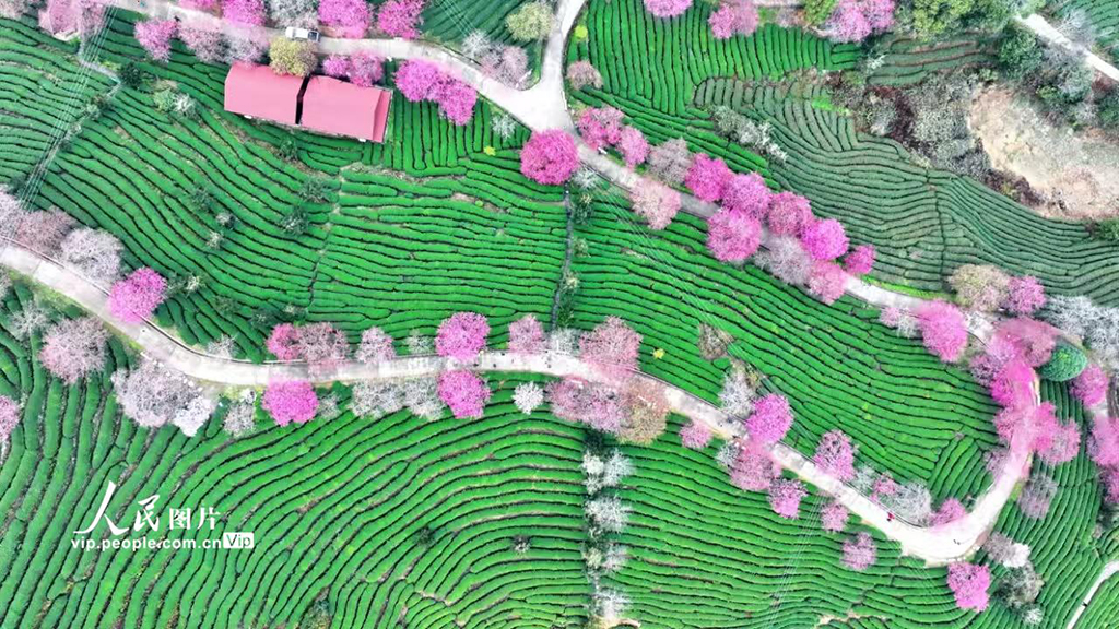 福建漳平：茶园樱花开【8】