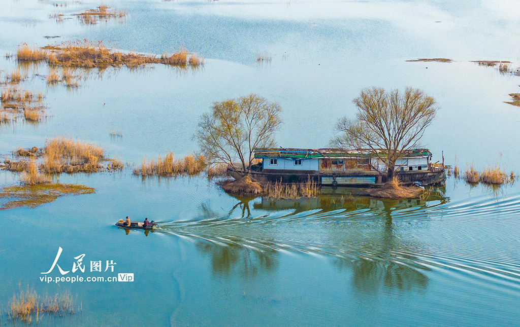 江苏泗洪：初春湿地景如画