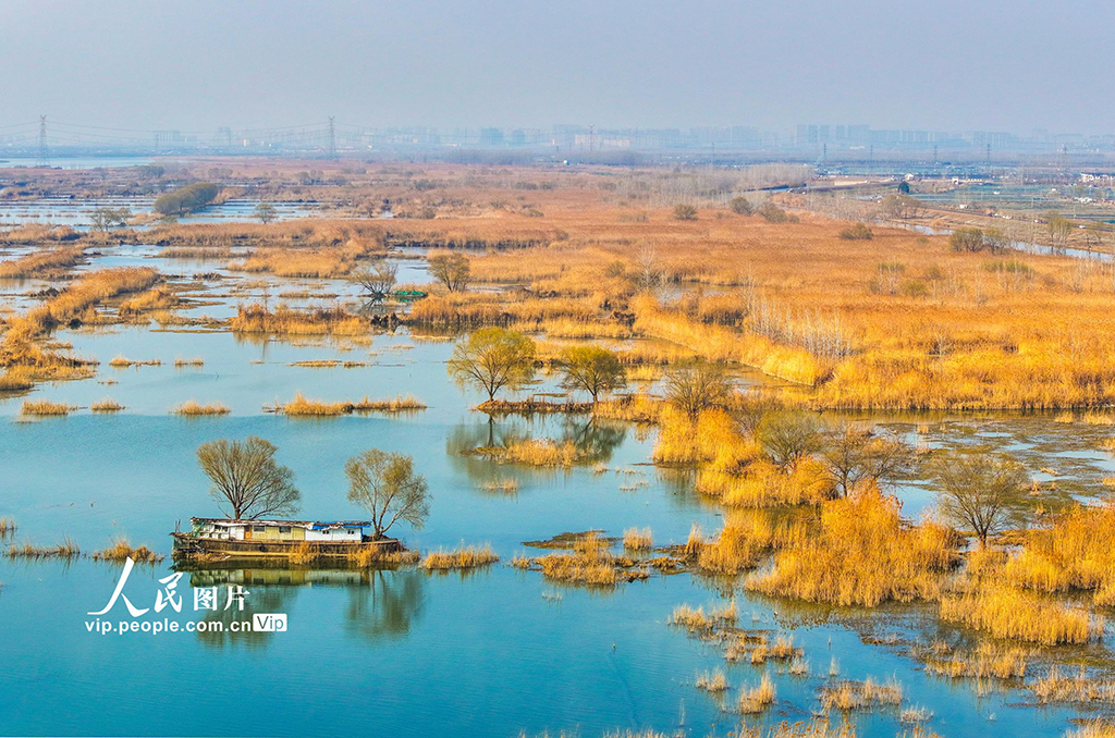江苏泗洪：初春湿地景如画【2】