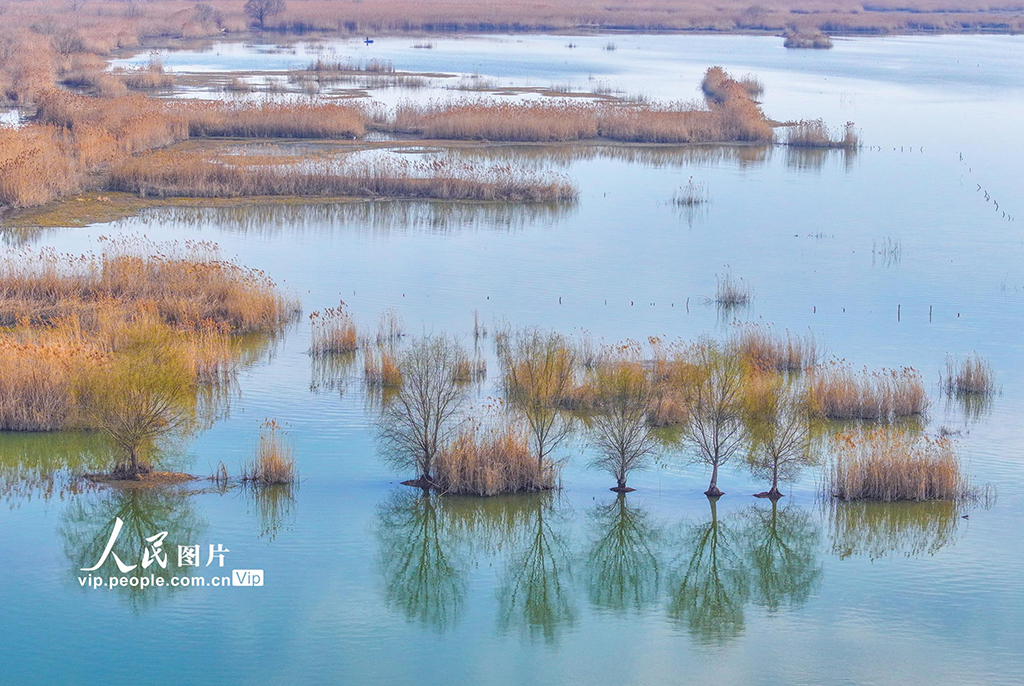 江苏泗洪：初春湿地景如画【4】