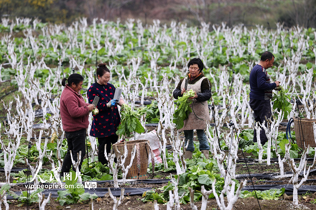 重庆：桑菜套种助增收