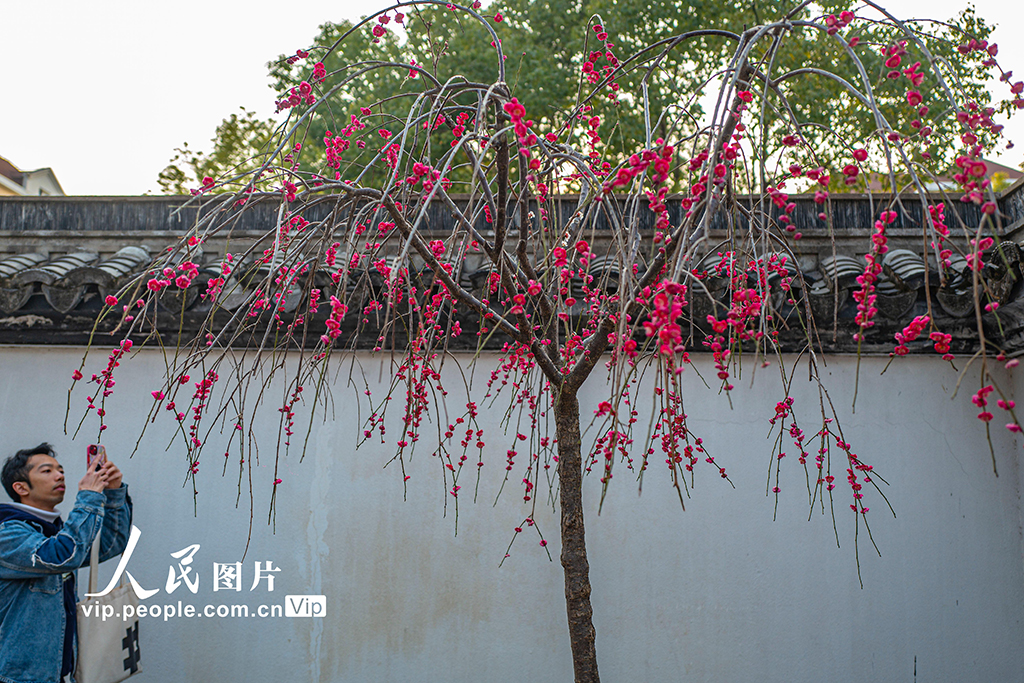 上海：梅花迎春绽放【3】