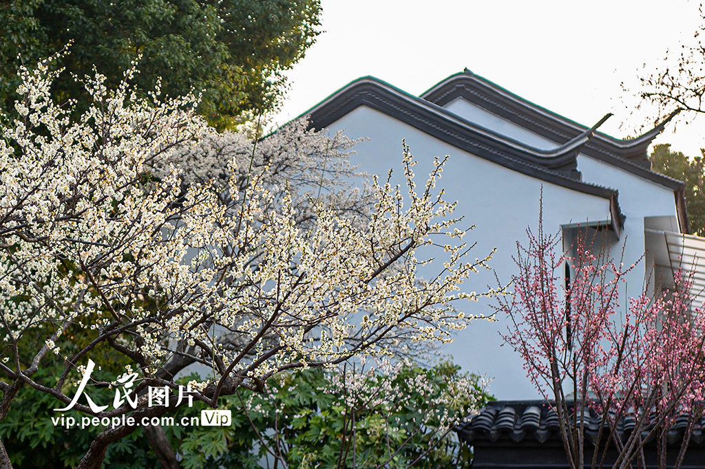 上海：梅花迎春绽放【2】