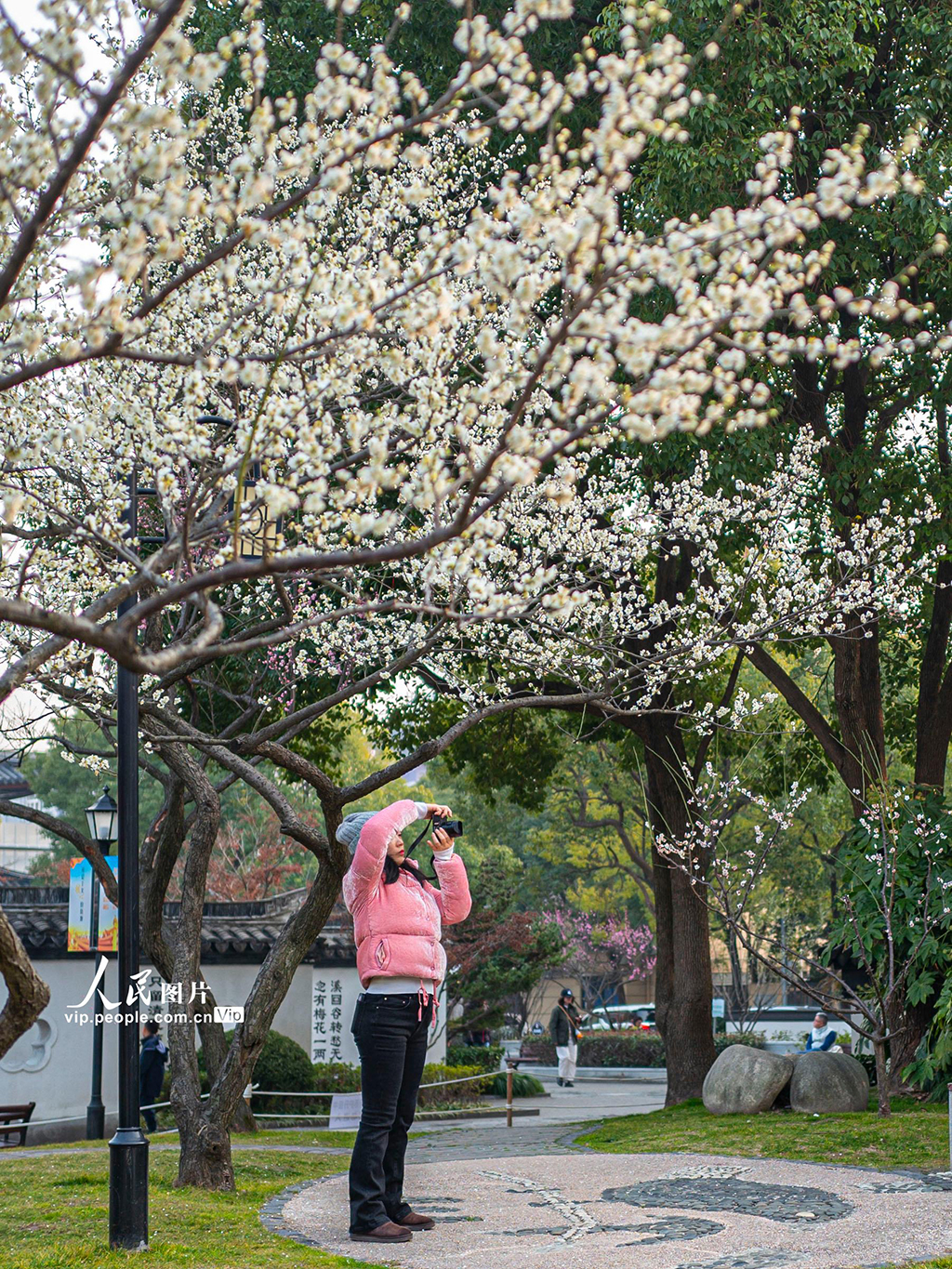 上海：梅花迎春绽放【4】