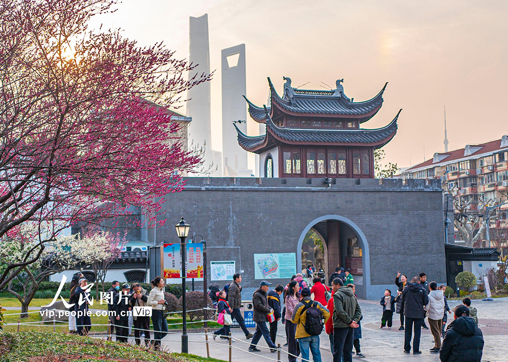 上海：梅花迎春绽放【5】