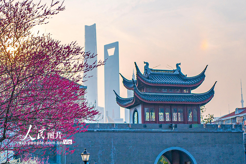 上海：梅花迎春绽放