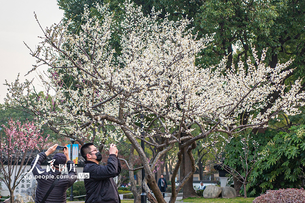 上海：梅花迎春绽放【6】