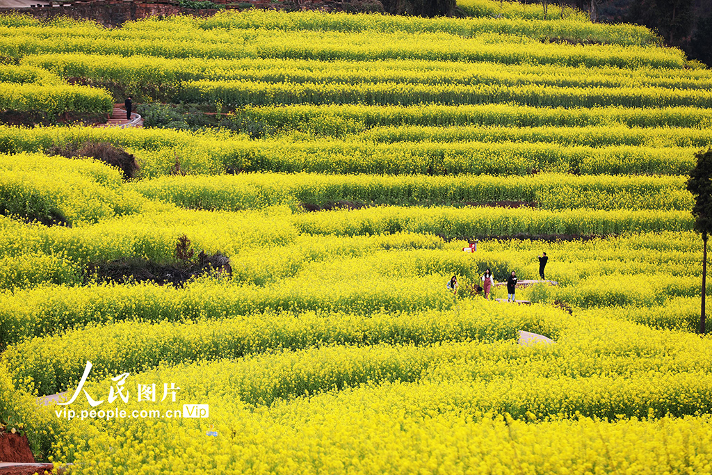 四川宜宾：油菜花海引客来