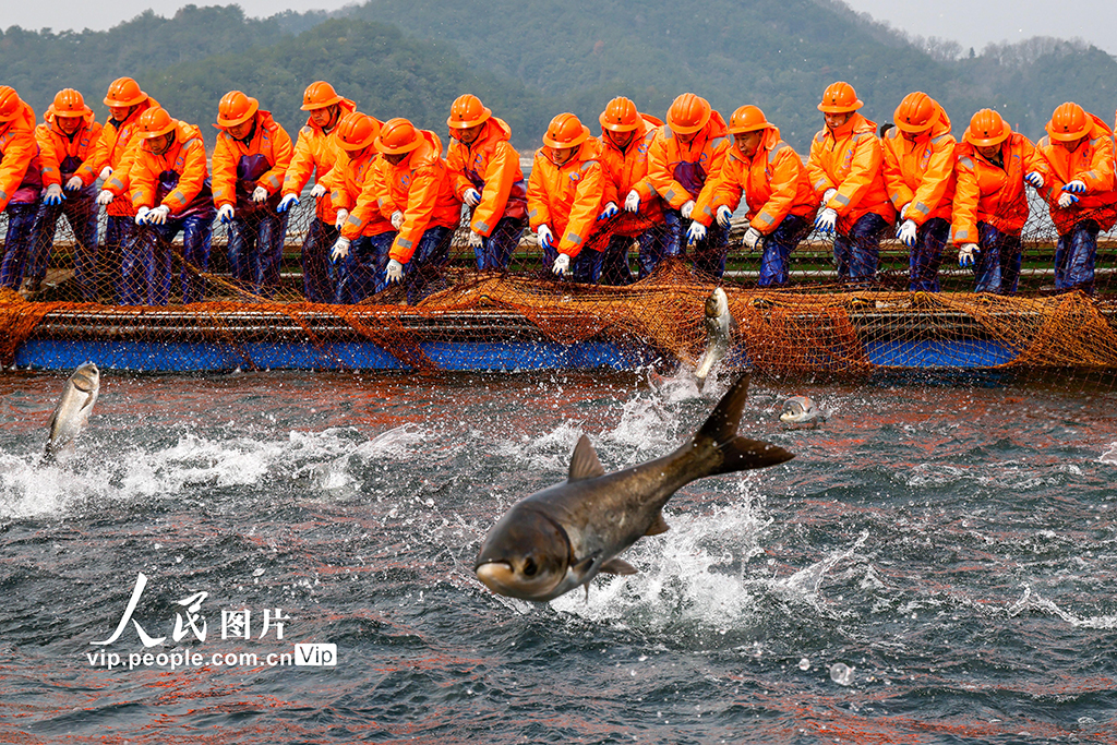 浙江淳安：千岛湖“巨网捕鱼”【4】