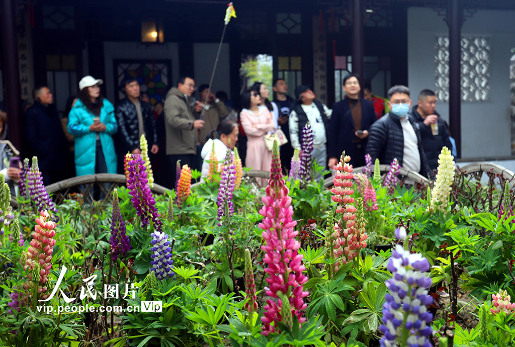江苏苏州：狮子林鲁冰花盛开